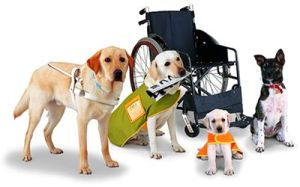 service_dogs_2