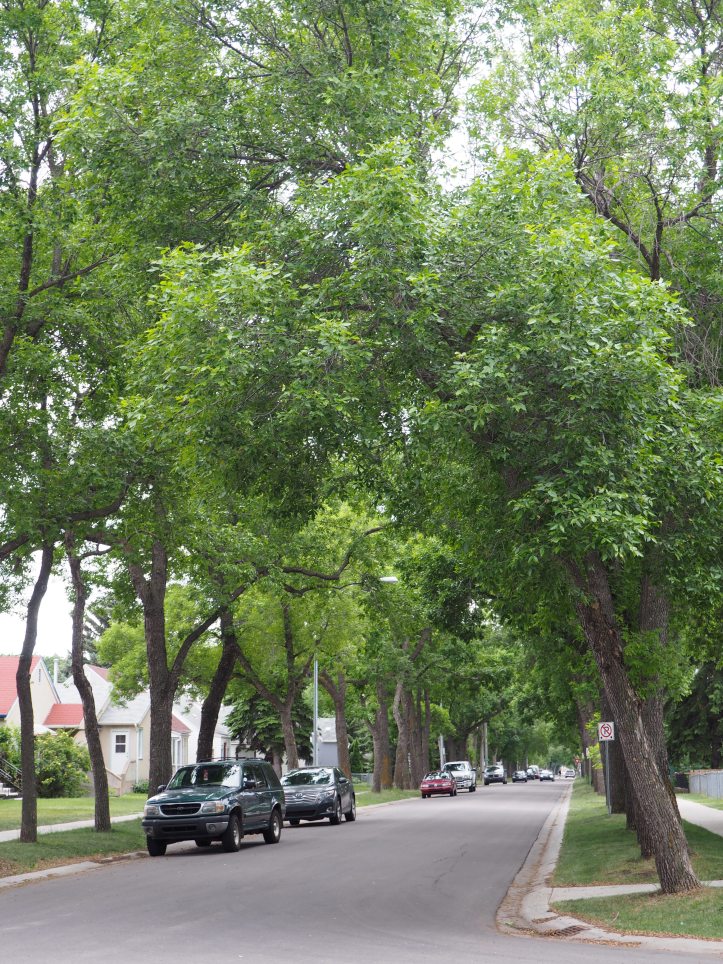 Tree-lined streets, Norwood, Edmonton
