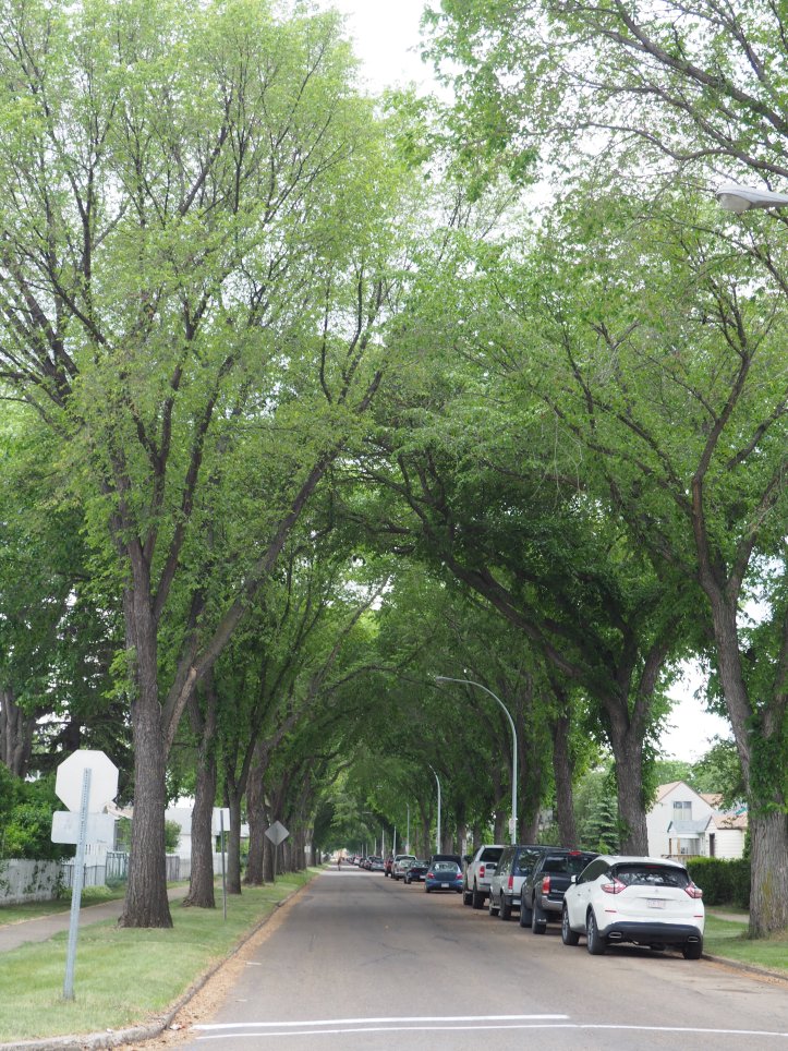 Tree-lined streets, Norwood, Edmonton