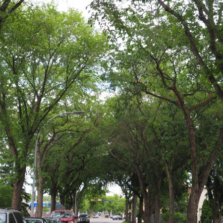 Tree-lined streets, Norwood, Edmonton