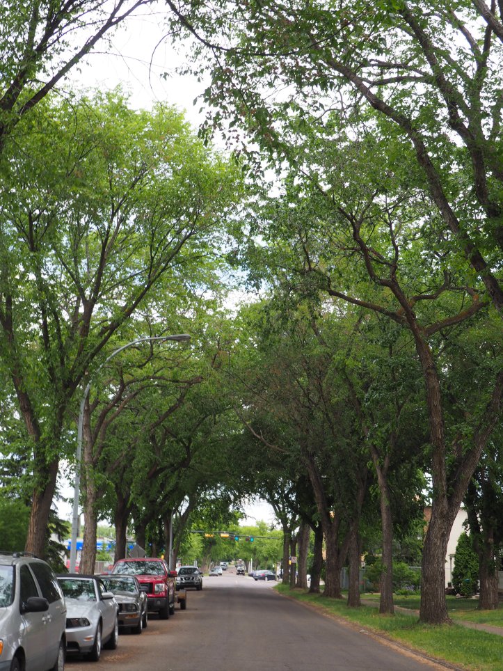 Tree-lined streets, Norwood, Edmonton
