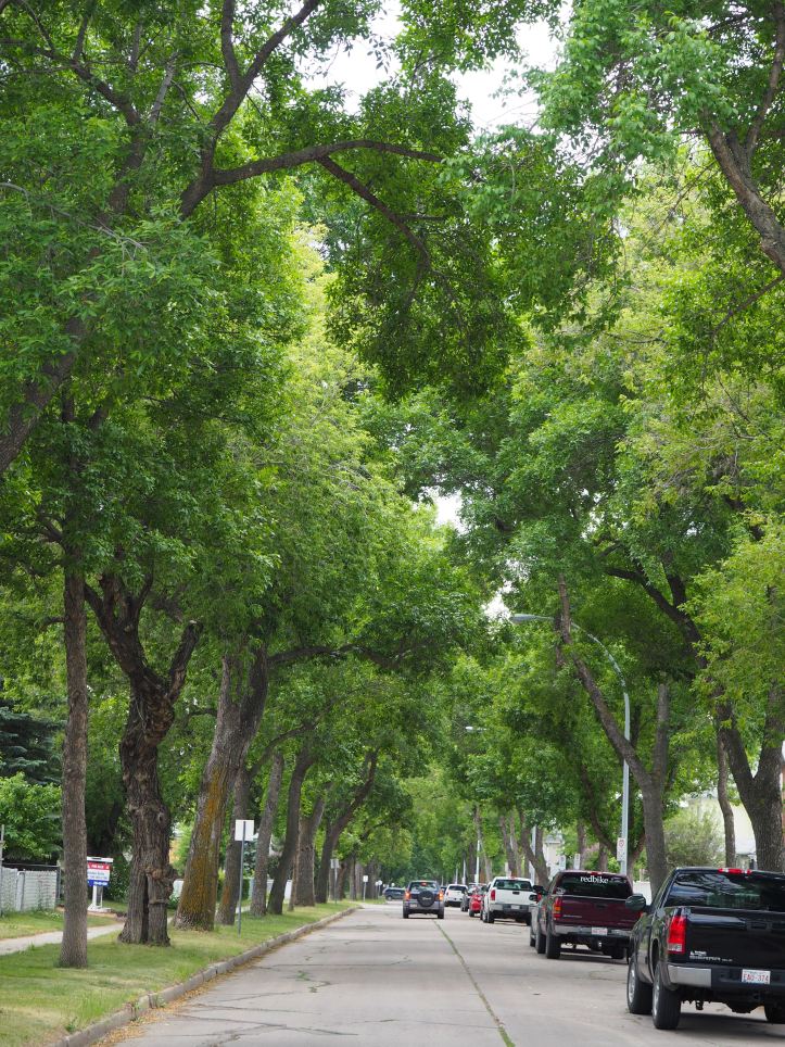 Tree-lined Streets of Norwood, Edmonton