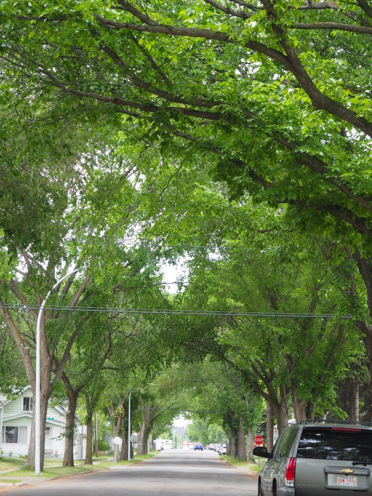 Tree-lined Streets, Norwood, Edmonton