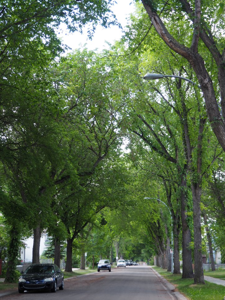 Tree-lined streets, Norwood, Edmonton