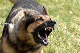 https://commons.wikimedia.org/wiki/File:Military_dog_barking.JPG