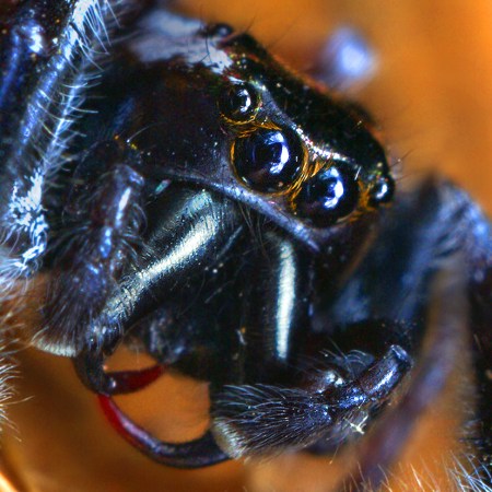 Big black jumping spider
