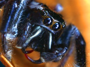 Big black jumping spider
