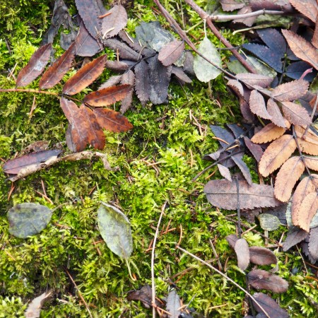 Moss and leaves