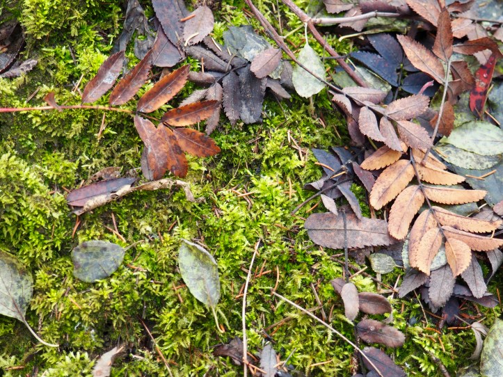 Moss and leaves