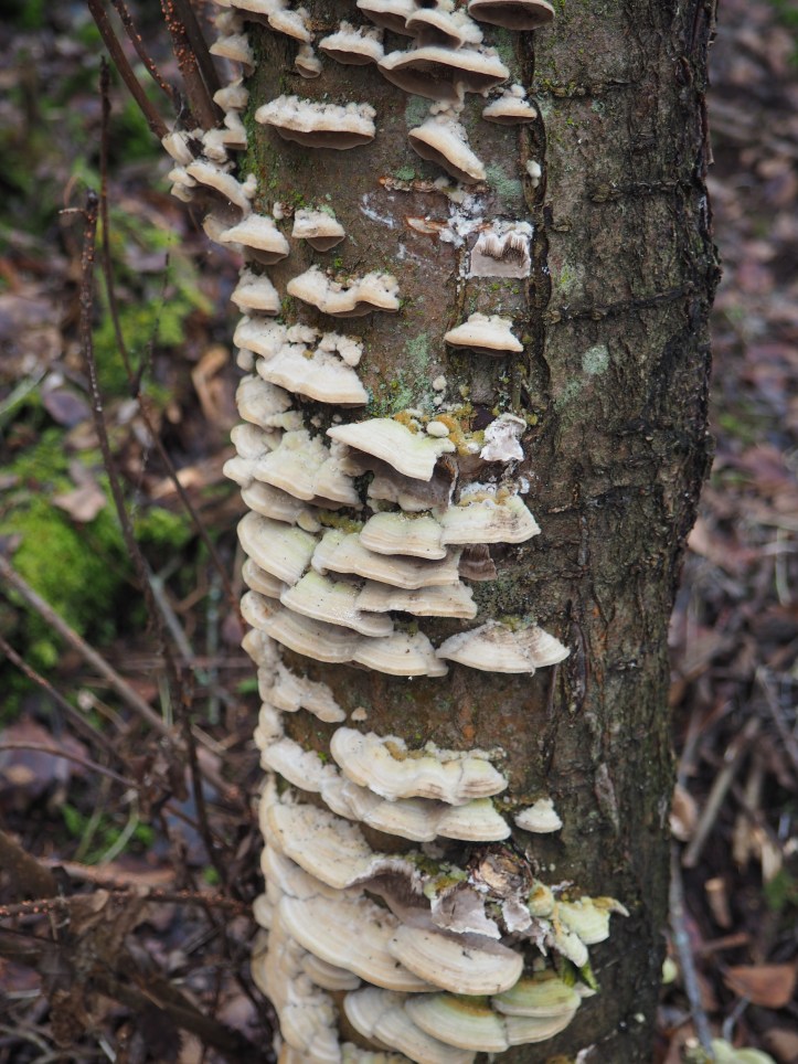 Tree fungus
