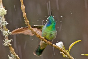 Hummingbird in the rain