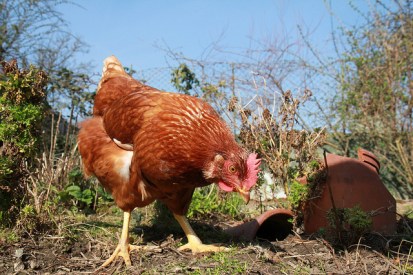 Hungry Chicken by Matt Davis via Flickr (CC BY 2.0