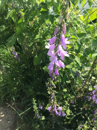 Creeping Bellflower