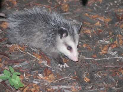 Young_Possum
