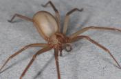 brown recluse spider